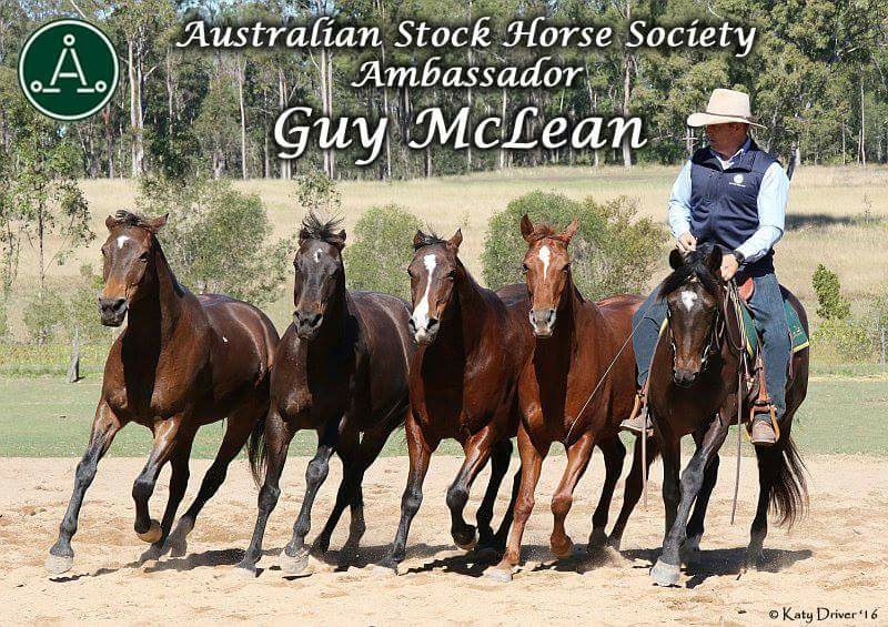 Guy McLean Australian Stock Horses Ambassador